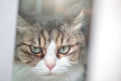 Close-up portrait of a cat