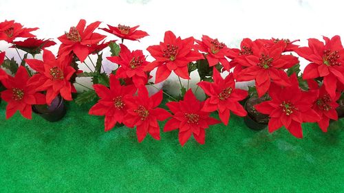 Close-up of red flowers