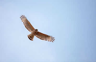 Pair of red shouldered hawk birds buteo lineatus near their nest in the crew corkscrew sanctuary 