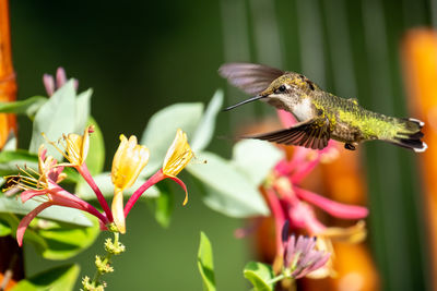 Close-up of insect pollinating on flower