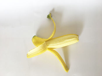 Directly above shot of yellow flower over white background