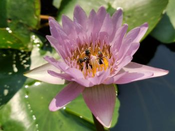 Close-up of honey bee on pink water lily