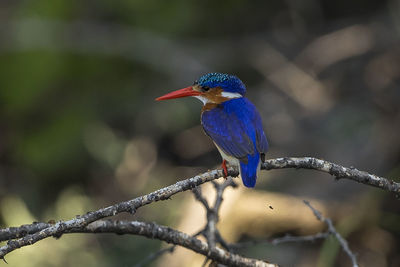 Bird perching on branch