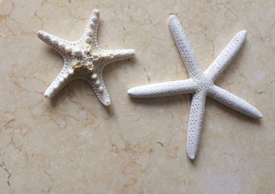 High angle view of starfish on beach