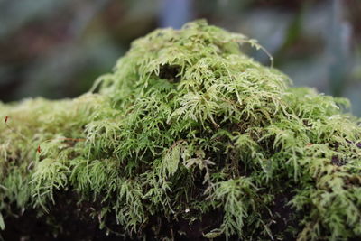 Close-up of fresh green plants