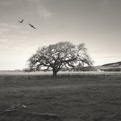 Bird flying over landscape