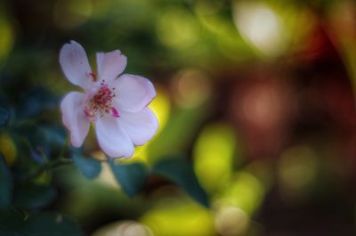 Close-up of flower blooming outdoors