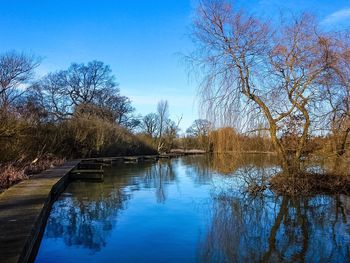 Reflection of trees in calm lake