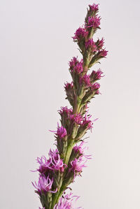 Close-up of purple flowers