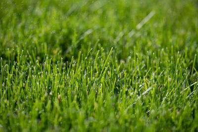 Green natural lawn close-up. short cut grass. the texture and background is bright green. 