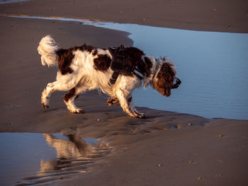 Dog on the beach