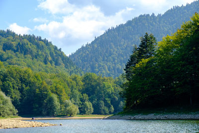 Scenic view of river amidst trees against sky