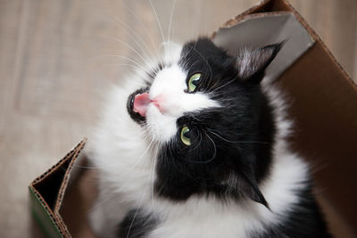 Close-up portrait of cat