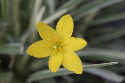 Close-up of frangipani blooming outdoors