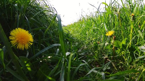 Close-up of yellow flowering plants on field