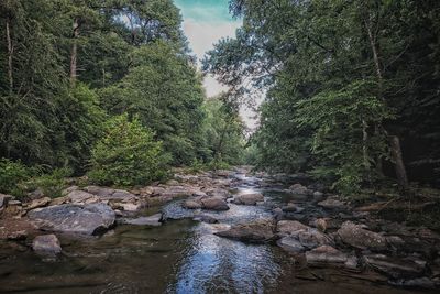 Scenic view of river in forest against sky