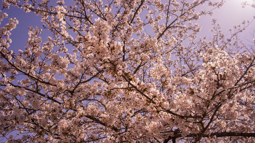 Low angle view of cherry blossoms in spring