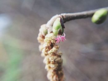 Close-up of flower buds on branch