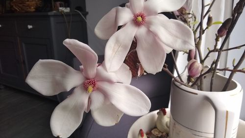 Close-up of white orchids