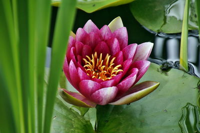 Close-up of pink flower