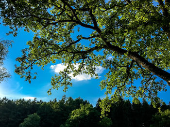 Low angle view of trees in forest