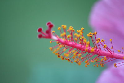 Close-up of pink flower