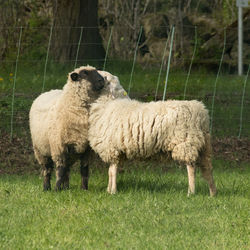 Sheep standing on field