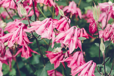 Close-up of pink flowering plant