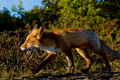 Full length of fox walking on field against plants