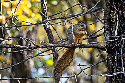 Close-up of bird perching on branch