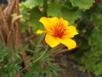 Close-up of yellow flower blooming outdoors