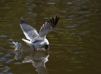 Seagull flying over lake