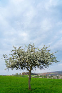 Cherry blossom tree on field against sky