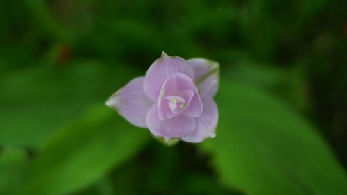 Close-up of flower blooming outdoors