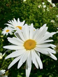 Close-up of white daisy flower