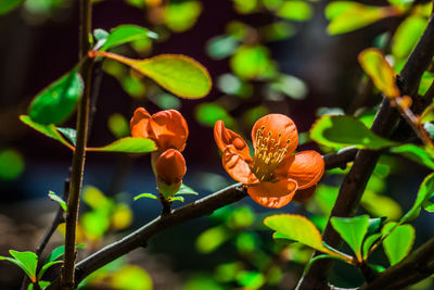 Close-up of orange flower on plant