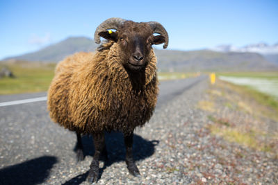 Close-up of sheep on road