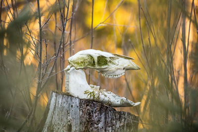 Close-up of mushroom growing on field