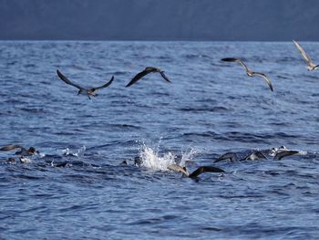 View of birds in sea hunting 