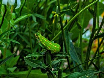 Green caterpillar with colored stripes on green plants close up macro