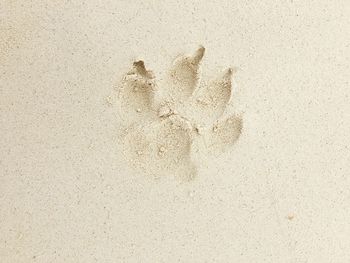 High angle view of animal footprint on sand at beach