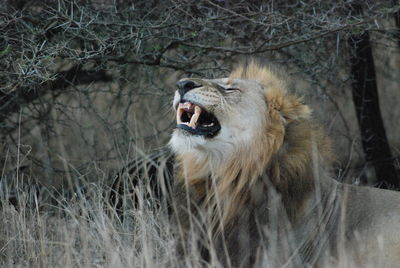 Male lion yawns in south africa