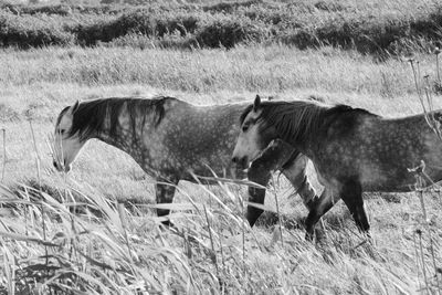 Side view of horses on field