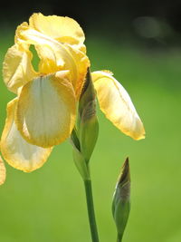 Close-up of wilted flower against blurred background