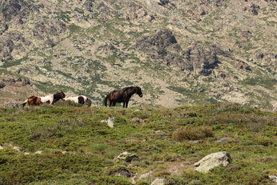 Horses in a field