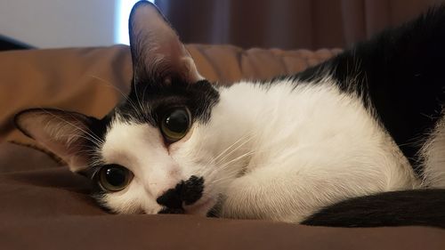 Close-up portrait of a cat