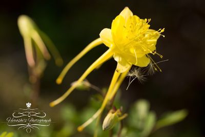 Close-up of yellow flower