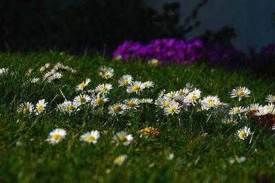 White wildflowers blooming in field