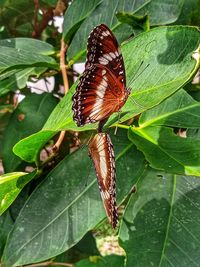 Close-up of butterfly on leaves