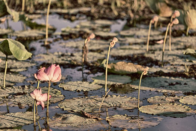 Close-up of pink lotus water lily in lake